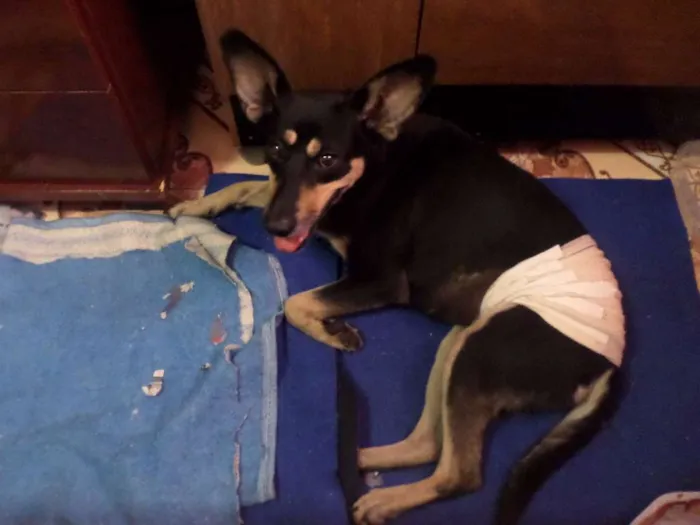 Cachorro ra a SRD idade 1 ano nome Tapioca