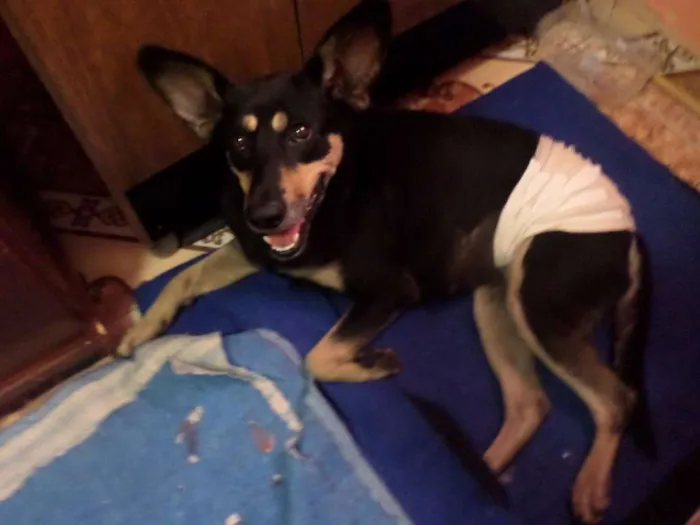 Cachorro ra a SRD idade 1 ano nome Tapioca