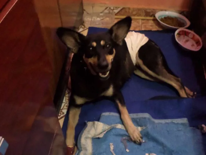 Cachorro ra a SRD idade 1 ano nome Tapioca