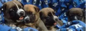 Cachorro raça Não sei idade Abaixo de 2 meses nome Duda, Bolota, Susse