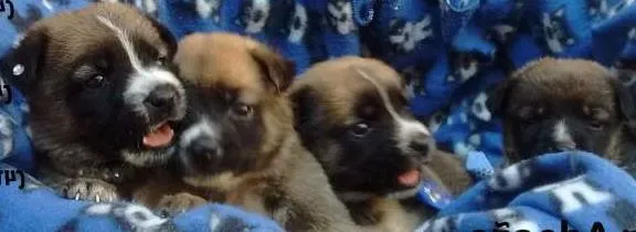 Cachorro ra a Não sei idade Abaixo de 2 meses nome Duda, Bolota, Susse