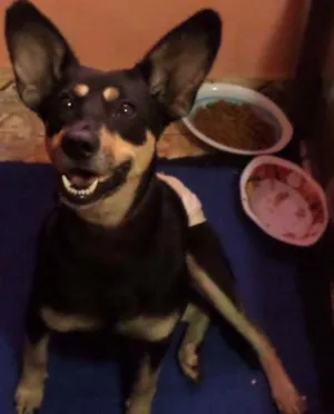 Cachorro raça SRD idade 1 ano nome Tapioca