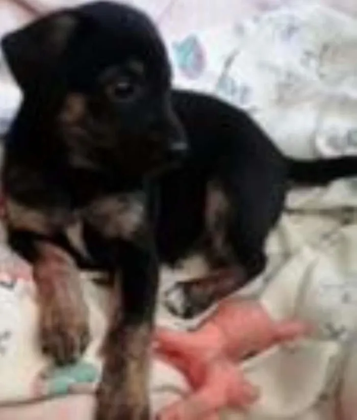Cachorro ra a SRD idade Abaixo de 2 meses nome Fiel