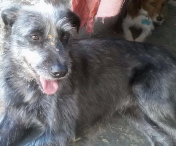 Cachorro ra a SRD idade 5 anos nome Rebeca