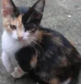 Gatinha