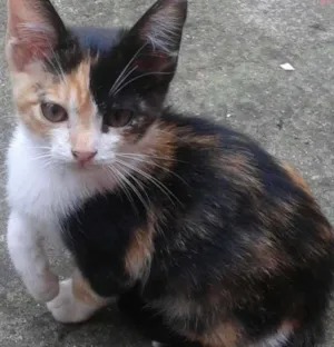 Gato raça SRD idade 2 a 6 meses nome Gatinha