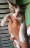 gato