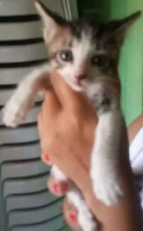 Gato ra a  idade Abaixo de 2 meses nome gato