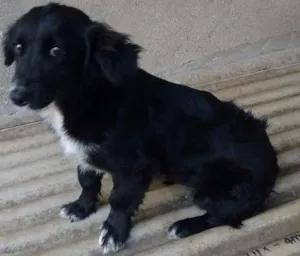 Cachorro raça srd idade 2 a 6 meses nome Sininho