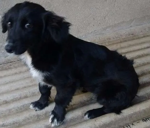 Cachorro ra a srd idade 2 a 6 meses nome Sininho