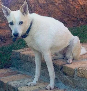 Cachorro raça SRD idade 6 ou mais anos nome BELINHA GRATIFICA