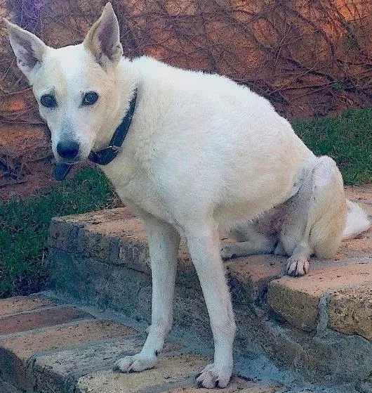 Cachorro ra a SRD idade 6 ou mais anos nome BELINHA GRATIFICA