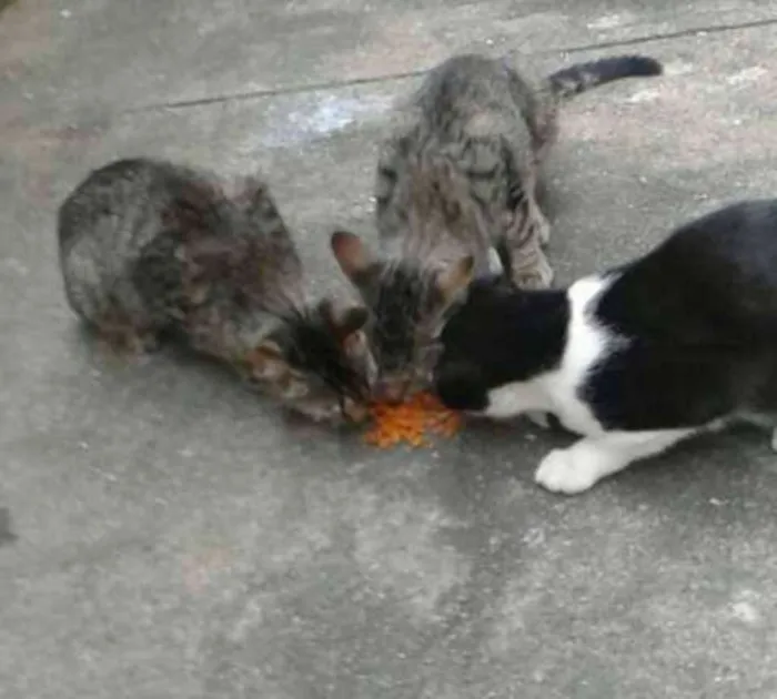 Gato ra a Rajado e particolour preto e branco idade 7 a 11 meses nome Lilly, Lucky, Naila