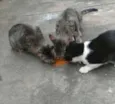 Lilly, Lucky, Naila