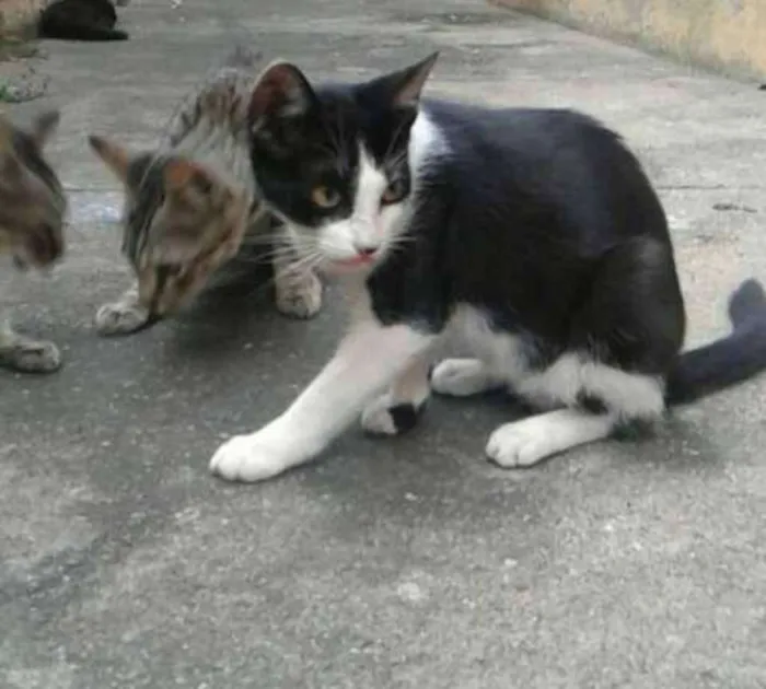 Gato ra a Rajado e particolour preto e branco idade 7 a 11 meses nome Lilly, Lucky, Naila