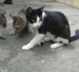 Lilly, Lucky, Naila