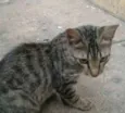 Lilly, Lucky, Naila