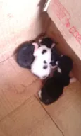 Lilly, Lucky, Naila