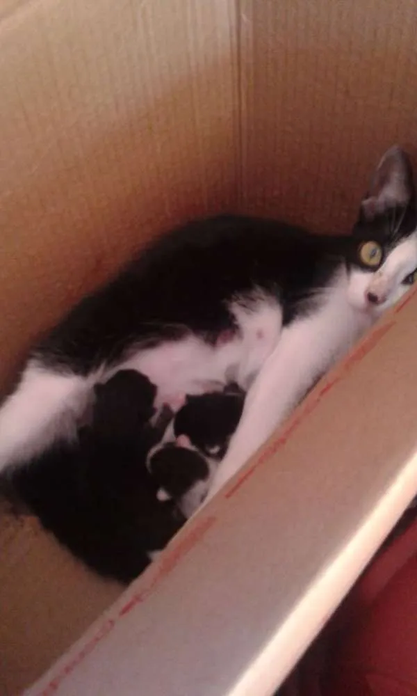 Gato ra a Rajado e particolour preto e branco idade 7 a 11 meses nome Lilly, Lucky, Naila