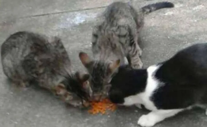 Gato ra a Rajado e particolour preto e branco idade 7 a 11 meses nome Lilly, Lucky, Naila
