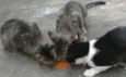 Lilly, Lucky, Naila
