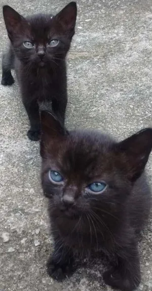 Gato raça SRD idade Abaixo de 2 meses nome Sem nome