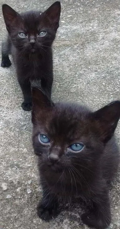 Gato ra a SRD idade Abaixo de 2 meses nome Sem nome