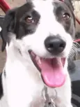 Lulu