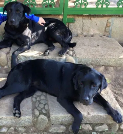 Cachorro raça Labrador idade 4 anos nome Bono