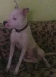 Cachorro raça Pit-Bull idade 3 anos nome Ryder