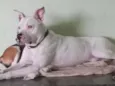 Cachorro raça Pit-Bull idade 3 anos nome Ryder