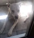 Cachorro raça Pit-Bull idade 3 anos nome Ryder