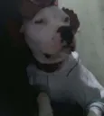 Cachorro raça Pit-Bull idade 3 anos nome Ryder