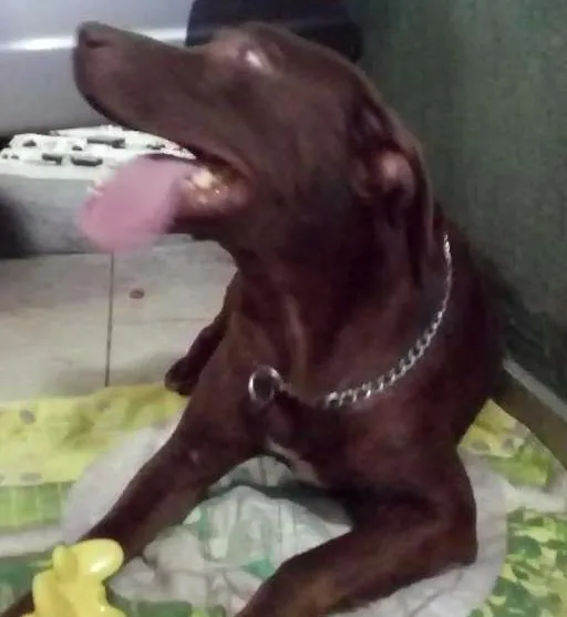 Cachorro ra a Pit bull idade 1 ano nome Hulk