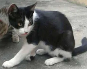 Gato raça Rajado e particolour preto e branco idade 7 a 11 meses nome Lilly, Lucky, Naila