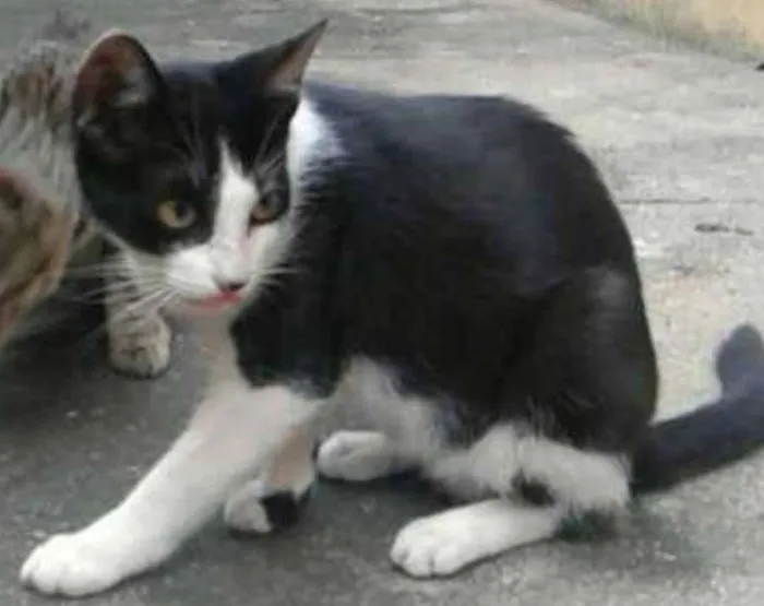 Gato ra a Rajado e particolour preto e branco idade 7 a 11 meses nome Lilly, Lucky, Naila