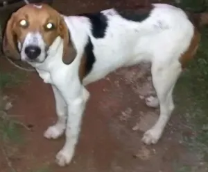 Cachorro raça foxhound  idade 7 a 11 meses nome Charuto GRATIFICA
