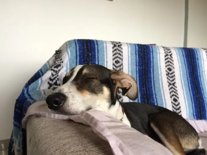 Cachorro ra a Srd  idade 7 a 11 meses nome Sam 