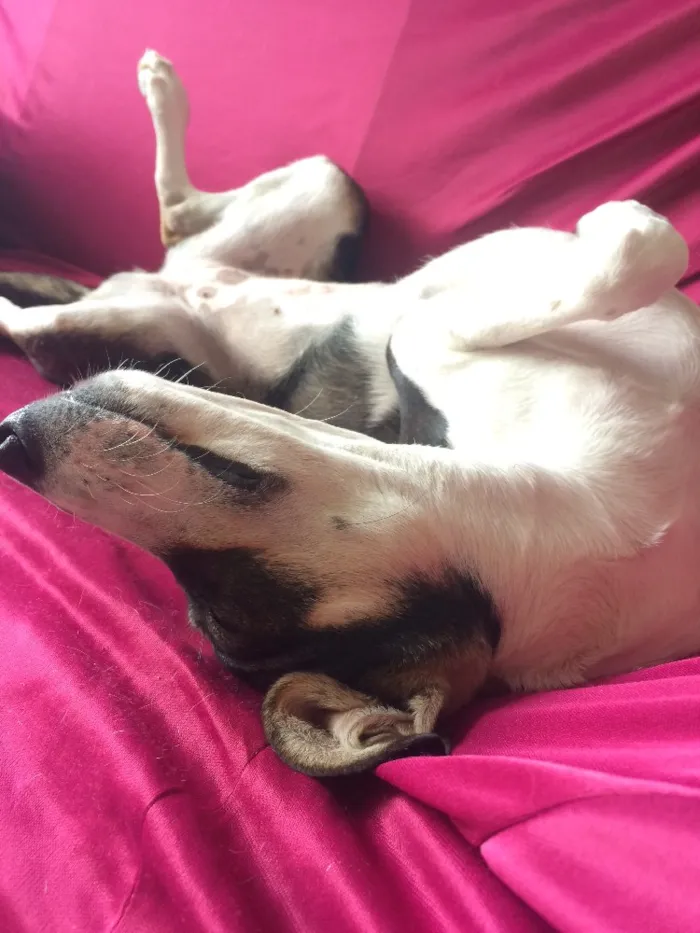 Cachorro ra a Srd  idade 7 a 11 meses nome Sam 