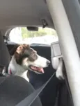 Sam 