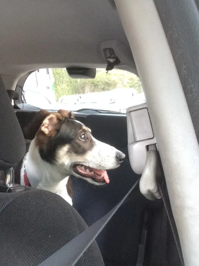 Cachorro ra a Srd  idade 7 a 11 meses nome Sam 