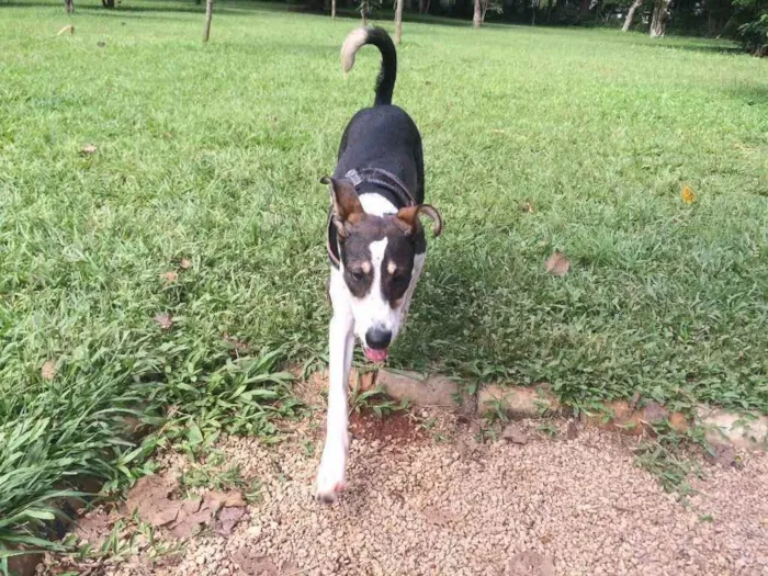Cachorro ra a Srd  idade 7 a 11 meses nome Sam 