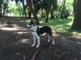 Sam 