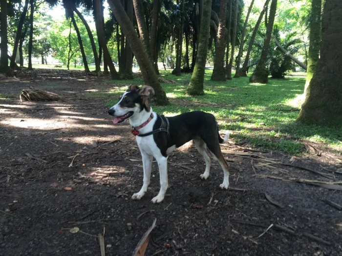 Cachorro ra a Srd  idade 7 a 11 meses nome Sam 