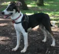 Sam 