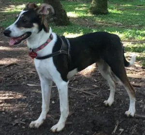 Cachorro raça Srd  idade 7 a 11 meses nome Sam 