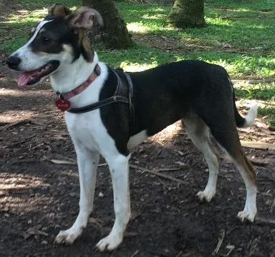 Cachorro ra a Srd  idade 7 a 11 meses nome Sam 