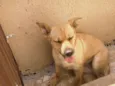 Laika
