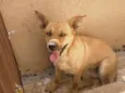 Laika