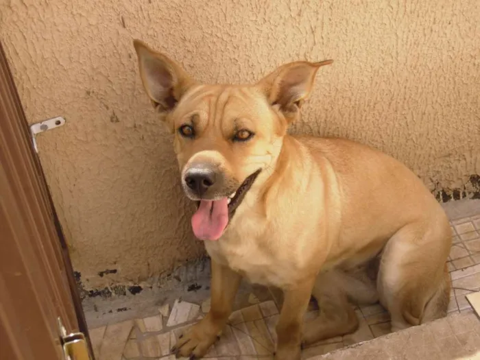 Cachorro ra a SRD idade 2 anos nome Laika